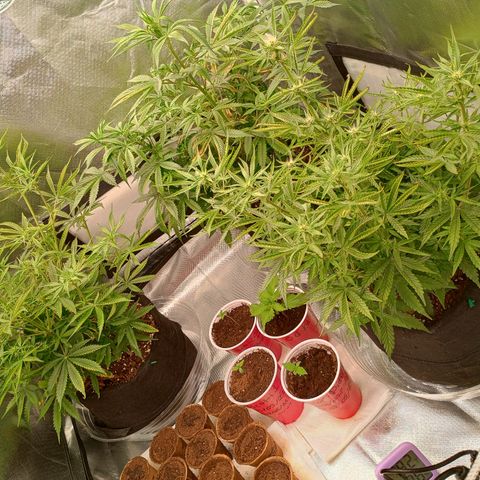 Orion growlog timeline photo