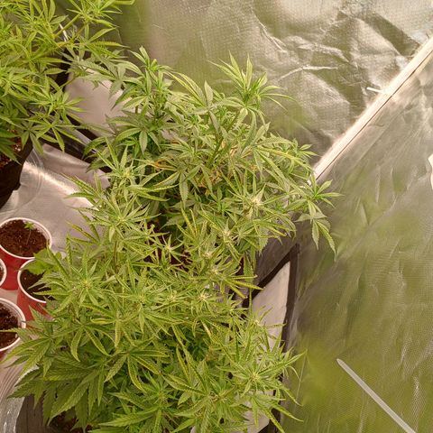 Orion growlog timeline photo