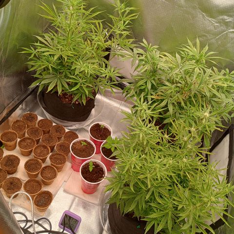 Orion growlog timeline photo