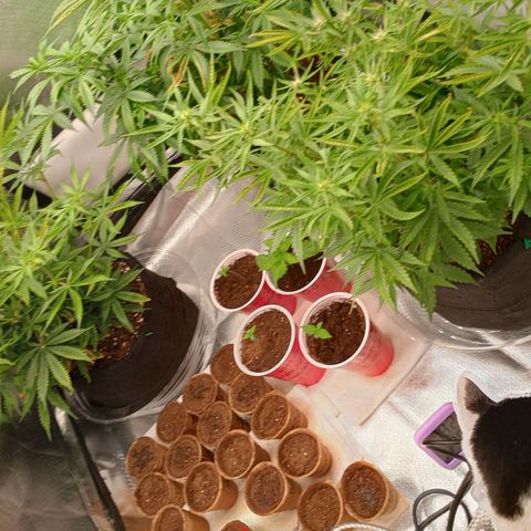 Orion growlog timeline photo