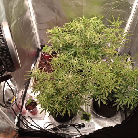 Orion growlog timeline photo