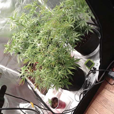 Orion growlog timeline photo