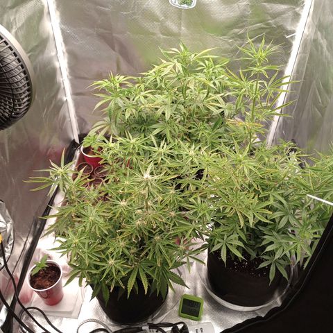 Orion growlog timeline photo