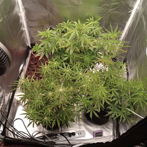 Orion growlog timeline photo
