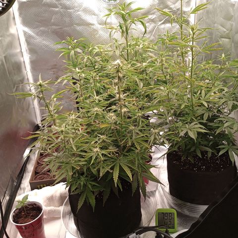 Orion growlog timeline photo