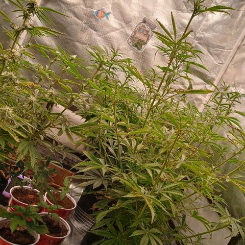 Orion growlog timeline photo
