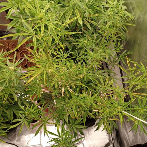 Orion growlog timeline photo