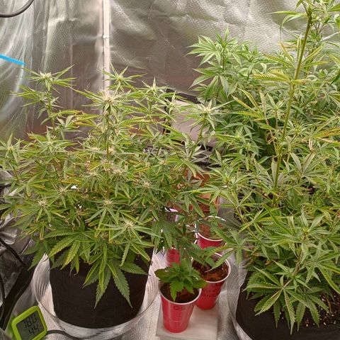 Orion growlog timeline photo