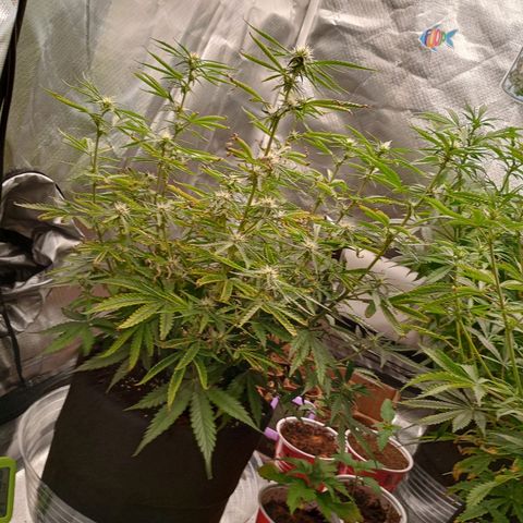 Orion growlog timeline photo