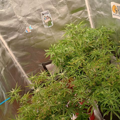 Orion growlog timeline photo
