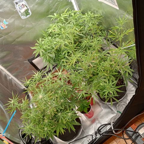 Orion growlog timeline photo