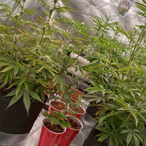 Orion growlog timeline photo