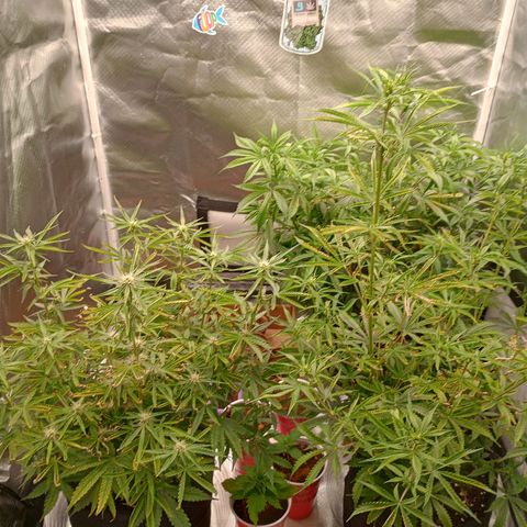 Orion growlog timeline photo