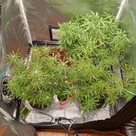 Orion growlog timeline photo