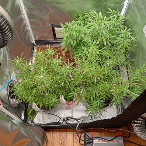 Orion growlog timeline photo
