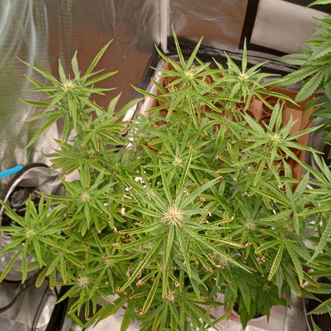 Orion growlog timeline photo