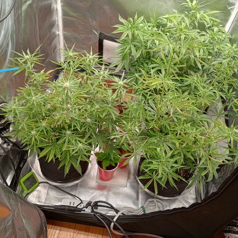 Orion growlog timeline photo