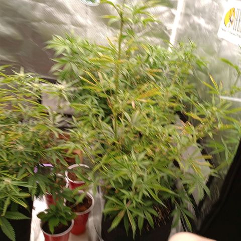 Orion growlog timeline photo