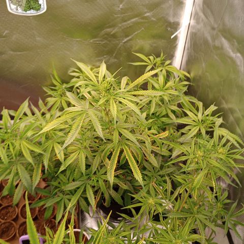 Orion growlog timeline photo