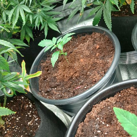 Orion growlog timeline photo