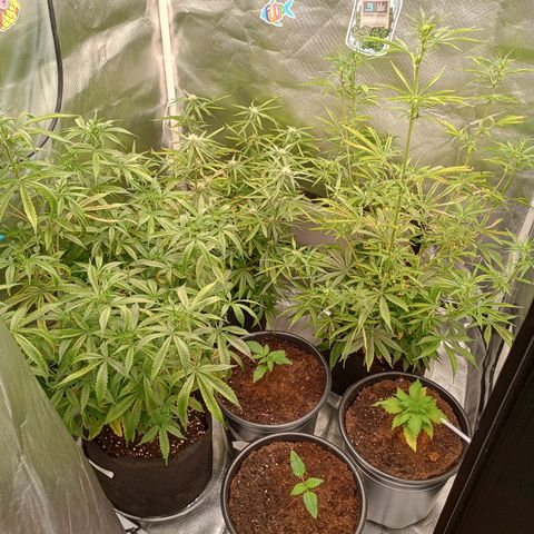 Orion growlog timeline photo