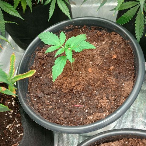 Orion growlog timeline photo