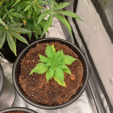 Orion growlog timeline photo