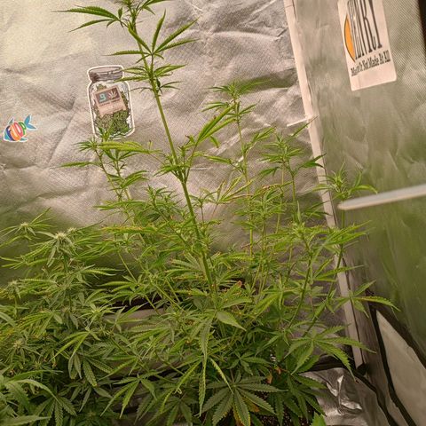 Orion growlog timeline photo