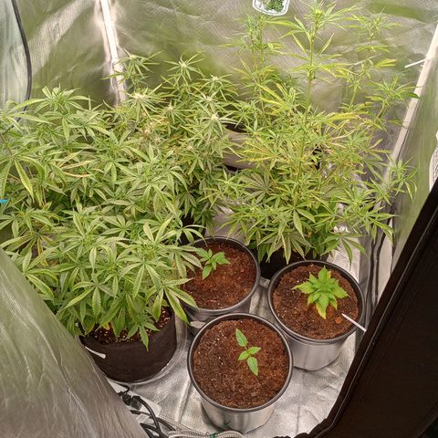 Orion growlog timeline photo