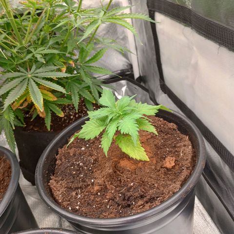 Orion growlog timeline photo