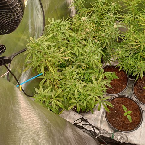 Orion growlog timeline photo