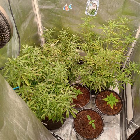 Orion growlog timeline photo