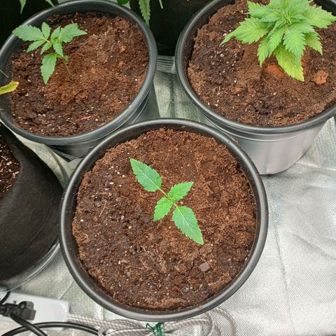 Orion growlog timeline photo