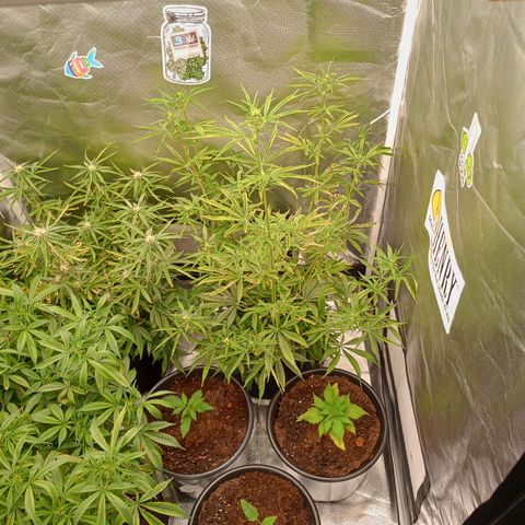 Orion growlog timeline photo