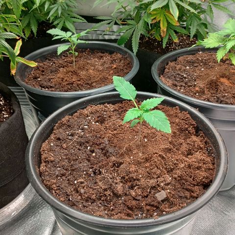 Orion growlog timeline photo