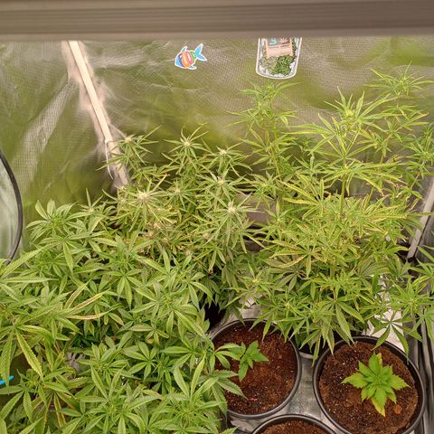 Orion growlog timeline photo