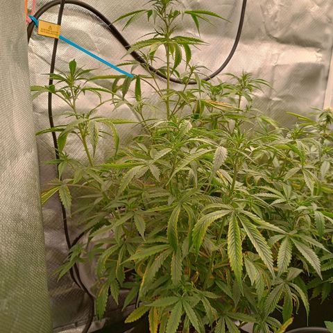 Orion growlog timeline photo