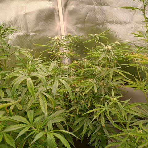 Orion growlog timeline photo