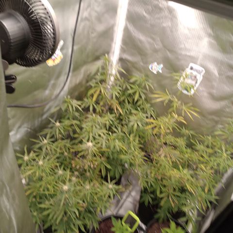 Orion growlog timeline photo