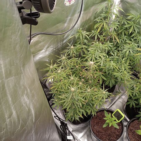 Orion growlog timeline photo