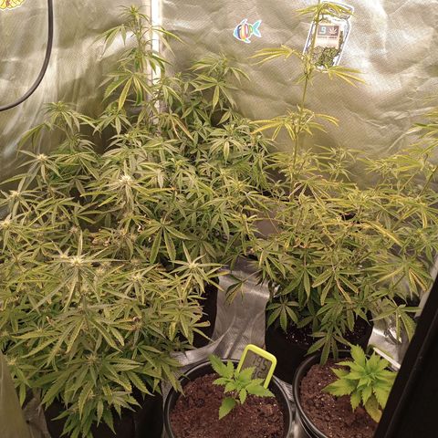 Orion growlog timeline photo
