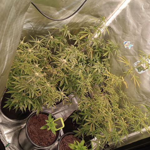 Orion growlog timeline photo