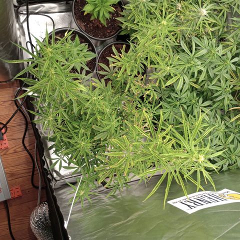 Orion growlog timeline photo