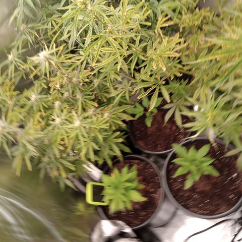 Orion growlog timeline photo