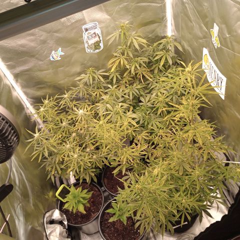 Orion growlog timeline photo