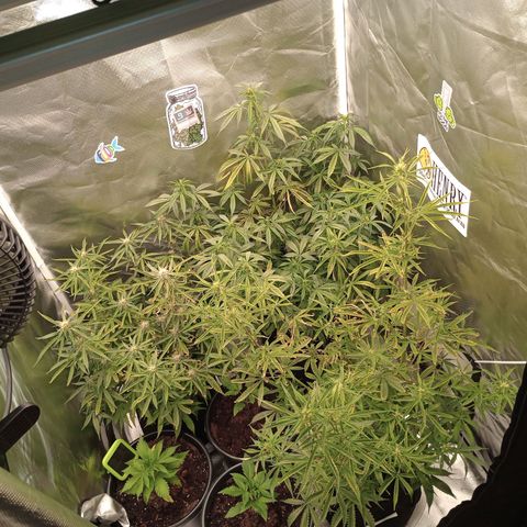 Orion growlog timeline photo