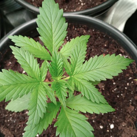 Orion growlog timeline photo