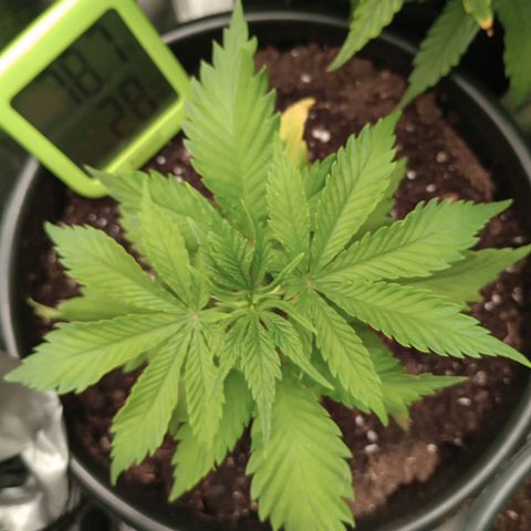 Orion growlog timeline photo