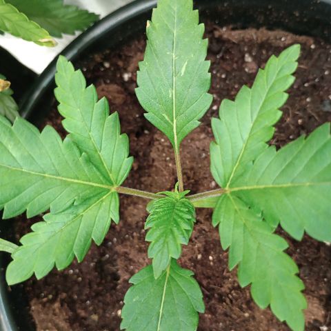 Orion growlog timeline photo