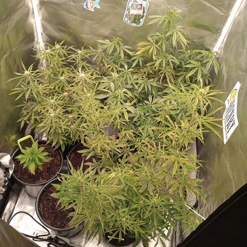 Orion growlog timeline photo